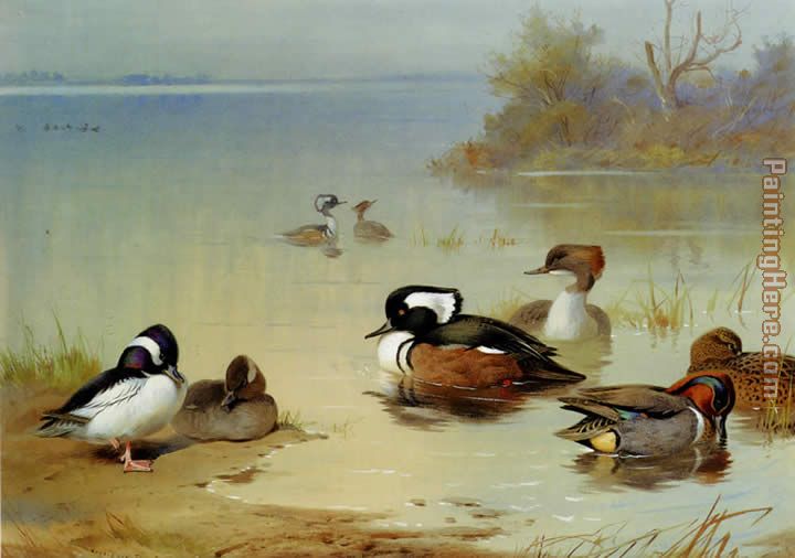 Buffel headed duck American green winged teal and hooded merganser painting - Archibald Thorburn Buffel headed duck American green winged teal and hooded merganser art painting